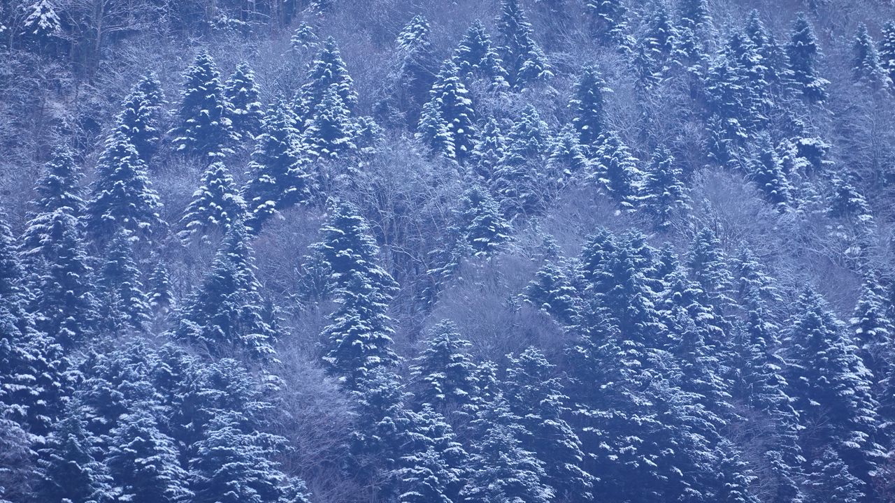 Wallpaper trees, forest, snow, winter, nature, landscape