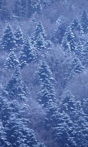 Preview wallpaper trees, forest, snow, winter, nature, landscape