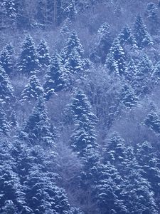 Preview wallpaper trees, forest, snow, winter, nature, landscape