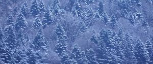 Preview wallpaper trees, forest, snow, winter, nature, landscape