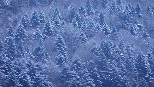 Preview wallpaper trees, forest, snow, winter, nature, landscape