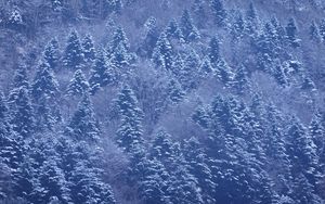 Preview wallpaper trees, forest, snow, winter, nature, landscape