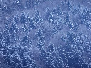 Preview wallpaper trees, forest, snow, winter, nature, landscape