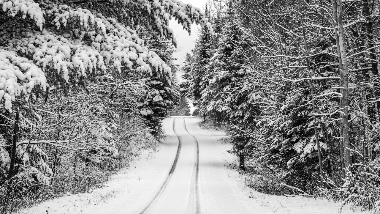 Wallpaper trees, forest, snow, road, winter, nature