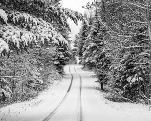 Preview wallpaper trees, forest, snow, road, winter, nature
