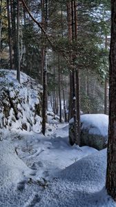 Preview wallpaper trees, forest, snow, traces, winter