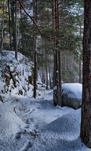 Preview wallpaper trees, forest, snow, traces, winter