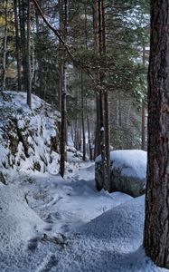 Preview wallpaper trees, forest, snow, traces, winter