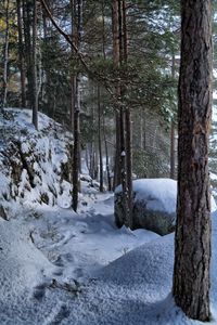 Preview wallpaper trees, forest, snow, traces, winter
