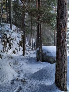 Preview wallpaper trees, forest, snow, traces, winter