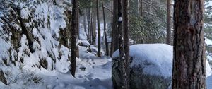 Preview wallpaper trees, forest, snow, traces, winter