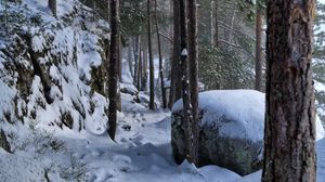 Preview wallpaper trees, forest, snow, traces, winter