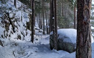 Preview wallpaper trees, forest, snow, traces, winter