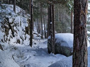 Preview wallpaper trees, forest, snow, traces, winter