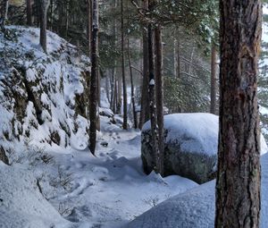 Preview wallpaper trees, forest, snow, traces, winter