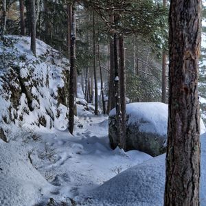 Preview wallpaper trees, forest, snow, traces, winter