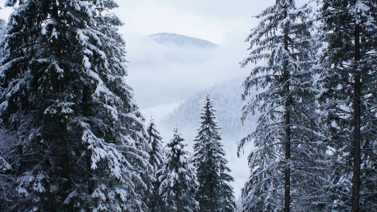 Wallpaper trees, forest, snow, winter, landscape