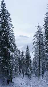 Preview wallpaper trees, forest, snow, winter, landscape