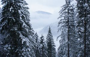 Preview wallpaper trees, forest, snow, winter, landscape