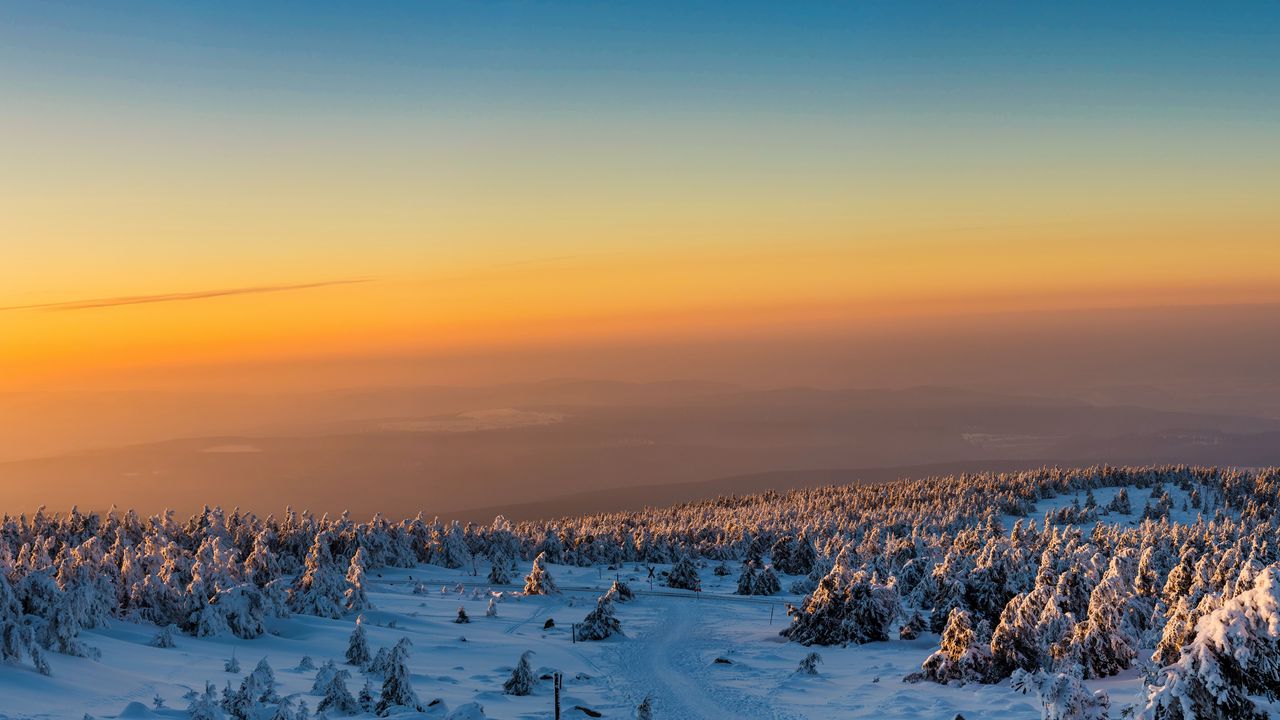 Wallpaper trees, forest, snow, winter, sunrise