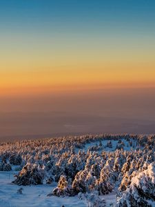 Preview wallpaper trees, forest, snow, winter, sunrise