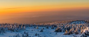 Preview wallpaper trees, forest, snow, winter, sunrise
