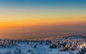 Preview wallpaper trees, forest, snow, winter, sunrise