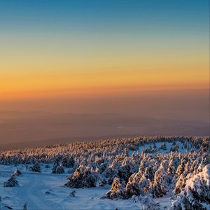 Preview wallpaper trees, forest, snow, winter, sunrise