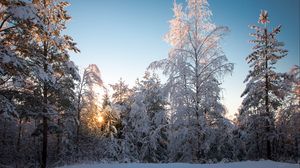 Preview wallpaper trees, forest, snow, winter, landscape, sky