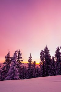 Preview wallpaper trees, forest, snow, winter, sunrise, sky