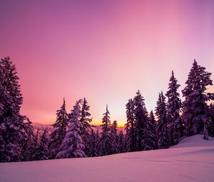 Preview wallpaper trees, forest, snow, winter, sunrise, sky