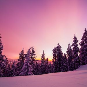 Preview wallpaper trees, forest, snow, winter, sunrise, sky