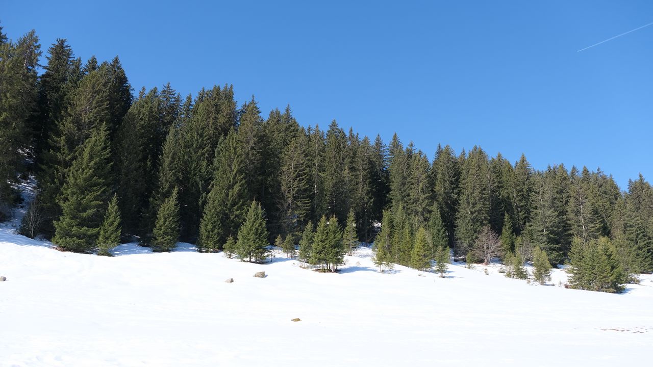 Wallpaper trees, forest, snow, landscape, winter