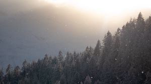 Preview wallpaper trees, forest, snow, fog