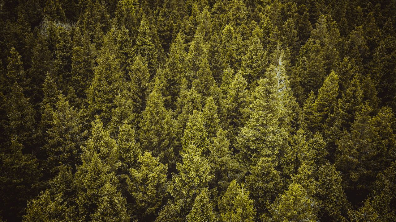 Wallpaper trees, forest, spruce hd, picture, image