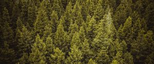 Preview wallpaper trees, forest, spruce