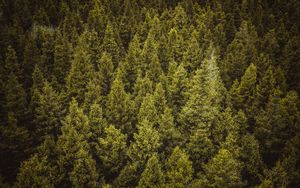 Preview wallpaper trees, forest, spruce