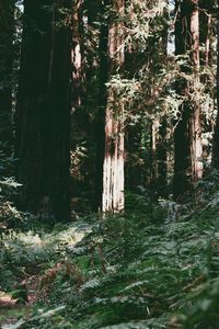 Preview wallpaper trees, forest, summer, light