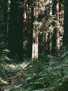 Preview wallpaper trees, forest, summer, light