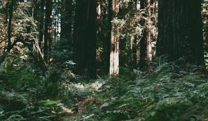 Preview wallpaper trees, forest, summer, light