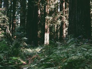 Preview wallpaper trees, forest, summer, light