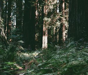 Preview wallpaper trees, forest, summer, light