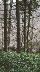 Preview wallpaper trees, forest, summer