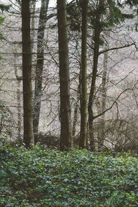 Preview wallpaper trees, forest, summer