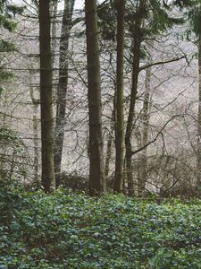 Preview wallpaper trees, forest, summer