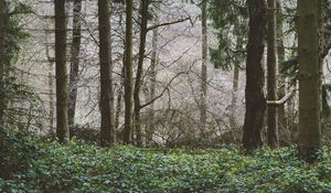 Preview wallpaper trees, forest, summer