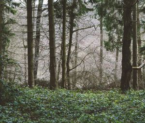 Preview wallpaper trees, forest, summer