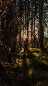 Preview wallpaper trees, forest, sun, rays, mesh, metal