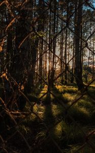 Preview wallpaper trees, forest, sun, rays, mesh, metal