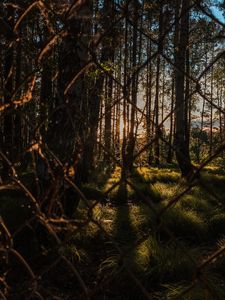 Preview wallpaper trees, forest, sun, rays, mesh, metal